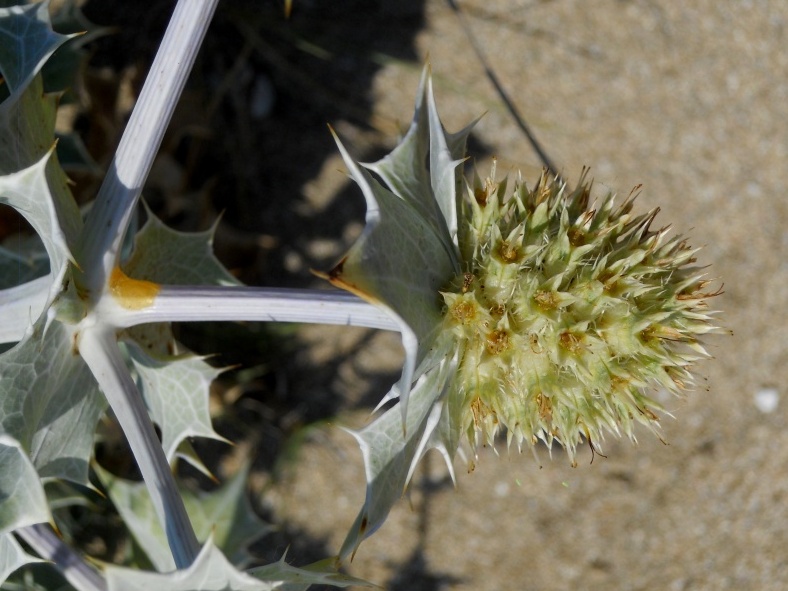 Eryngium maritimum